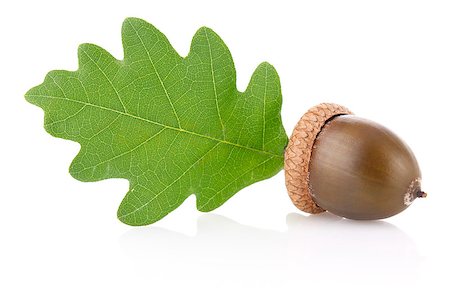 simsearch:400-04211564,k - acorn with green leaf isolated on white background Photographie de stock - Aubaine LD & Abonnement, Code: 400-06699546
