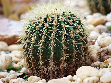 existence - close up of globe shaped cactus with long thorns Stock Photo - Budget Royalty-Free & Subscription, Code: 400-06699864