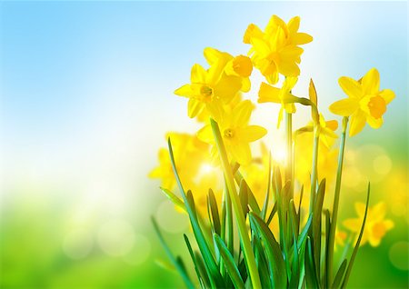 pretty background designs - Bright Yellow Daffodils an a sunny day. Stock Photo - Budget Royalty-Free & Subscription, Code: 400-06693032