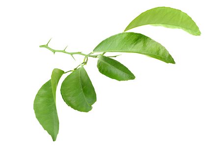 picture of orange and green object - Green leaf of citrus-tree on branch with thorns. Isolated on white background. Close-up. Studio photography. Stock Photo - Budget Royalty-Free & Subscription, Code: 400-06701069