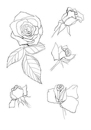 simsearch:400-04776674,k - pen drawing roses collection Stock Photo - Budget Royalty-Free & Subscription, Code: 400-06736273