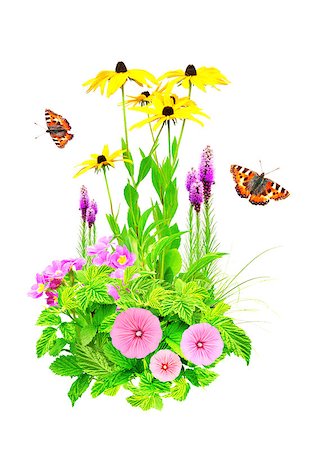 simsearch:400-06069768,k - Summer flowers, green leaves and butterfly. Isolated over white Stock Photo - Budget Royalty-Free & Subscription, Code: 400-06736616