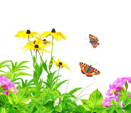 simsearch:400-06069768,k - Summer flowers, green leaves and butterfly. Isolated over white Stock Photo - Budget Royalty-Free & Subscription, Code: 400-06736625