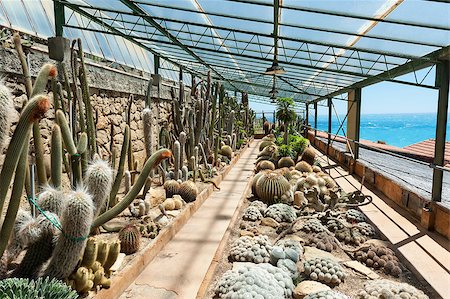 simsearch:400-04882980,k - Cactus in the garden of exotic plants Pallanca in Bordighera, Italy. Giardino Esotico Pallanca. Photographie de stock - Aubaine LD & Abonnement, Code: 400-06737528