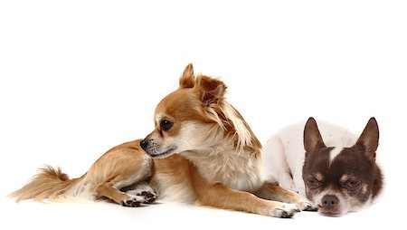 simsearch:400-06107809,k - small chihuahuas isolated on the white background Stock Photo - Budget Royalty-Free & Subscription, Code: 400-06737541