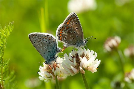 two butterfly sit on white clover on meadow Stock Photo - Budget Royalty-Free & Subscription, Code: 400-06738135