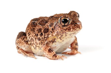 ecoshow (artist) - A southern African sand frog (Tomopterna cryptotis) on white Stock Photo - Budget Royalty-Free & Subscription, Code: 400-06739299