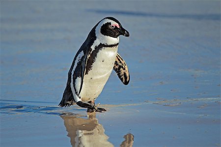 African penguin (Spheniscus demersus) on the beach, Western Cape, South Africa Stock Photo - Budget Royalty-Free & Subscription, Code: 400-06739293