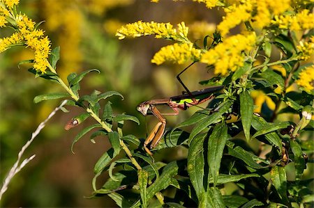 flower mantis - When I was walking in the forest preserve this praying mantis turned its head and look right at the camera. Stock Photo - Budget Royalty-Free & Subscription, Code: 400-06744542