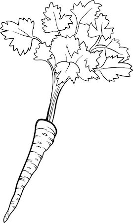 Black and White Cartoon Illustration of Parsley Root Vegetable Food Object for Coloring Book Foto de stock - Super Valor sin royalties y Suscripción, Código: 400-06747754