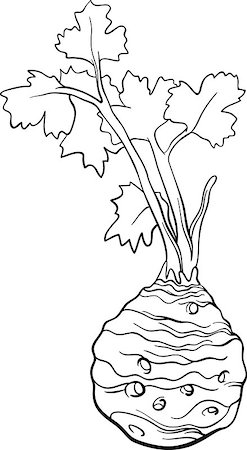 Black and White Cartoon Illustration of Celery Root Vegetable Food Object for Coloring Book Foto de stock - Super Valor sin royalties y Suscripción, Código: 400-06747752