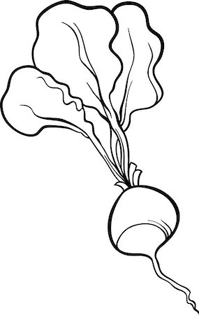 Black and White Cartoon Illustration of Radish Vegetable Food Object for Coloring Book Foto de stock - Super Valor sin royalties y Suscripción, Código: 400-06747767