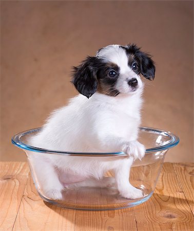 simsearch:400-06641109,k - portrait of a cute little puppy Papillon Stock Photo - Budget Royalty-Free & Subscription, Code: 400-06740044