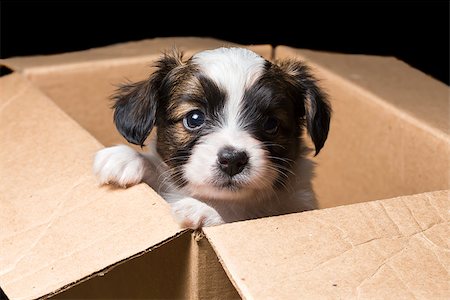 simsearch:400-05722359,k - Small Papillon puppy in a cardboard box Stock Photo - Budget Royalty-Free & Subscription, Code: 400-06740040