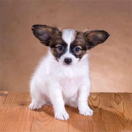simsearch:400-05722359,k - portrait of a cute little puppy Papillon Stock Photo - Budget Royalty-Free & Subscription, Code: 400-06740043