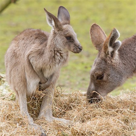 singapore nature scenery - Two kangaroos (adult and young one) in a dutch zoo Stock Photo - Budget Royalty-Free & Subscription, Code: 400-06741919