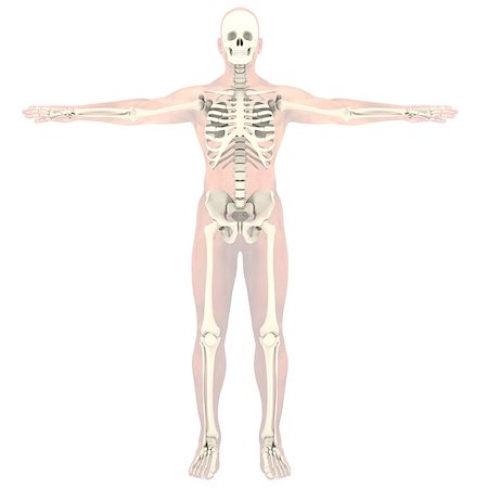 Transparent skeleton. Isolated render on a white background Stock Photo - Budget Royalty-Free & Subscription, Code: 400-06743328