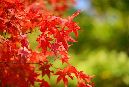 seasonal change - japanese maples in red color Stock Photo - Budget Royalty-Free & Subscription, Code: 400-06743360