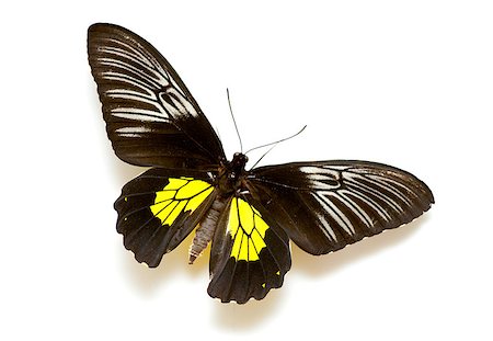 Exotic butterfly isolated on white background Foto de stock - Super Valor sin royalties y Suscripción, Código: 400-06743761