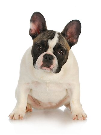 simsearch:400-04181579,k - french bulldog sitting looking at viewer isolated on white background Stock Photo - Budget Royalty-Free & Subscription, Code: 400-06758875
