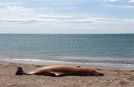 dead body in water - The victim Bottlenose dolphin lies on the coast Stock Photo - Budget Royalty-Free & Subscription, Code: 400-06751010