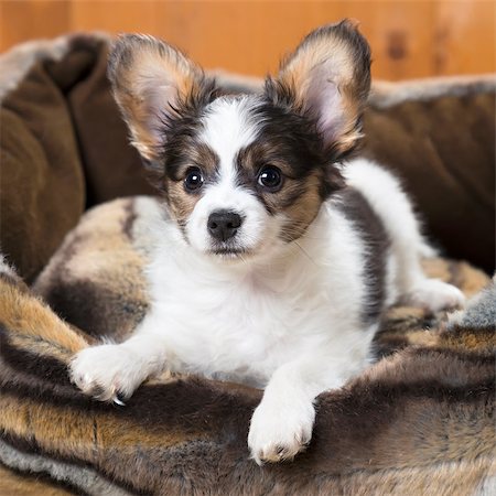 simsearch:400-06641109,k - Papillon Puppy in bed on wooden background Stock Photo - Budget Royalty-Free & Subscription, Code: 400-06751339