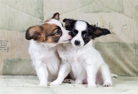 simsearch:400-06641109,k - Two cute Papillon puppy sitting on couch Stock Photo - Budget Royalty-Free & Subscription, Code: 400-06751341