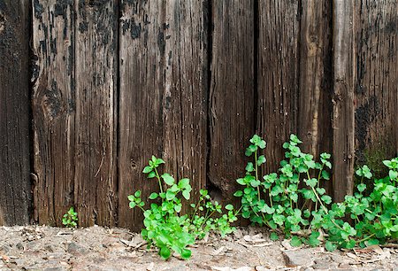 Old cracked paint on old boards. Wooden wall Stock Photo - Budget Royalty-Free & Subscription, Code: 400-06764515