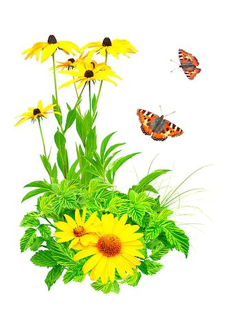 simsearch:400-06069768,k - Summer flowers, green leaves and butterfly. Isolated over white Stock Photo - Budget Royalty-Free & Subscription, Code: 400-06765125