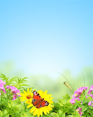 simsearch:400-06069768,k - Summer frame with green leaves and flowers Stock Photo - Budget Royalty-Free & Subscription, Code: 400-06765132