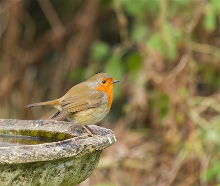 robin - European Robin on Bird Bath Stock Photo - Budget Royalty-Free & Subscription, Code: 400-06765384