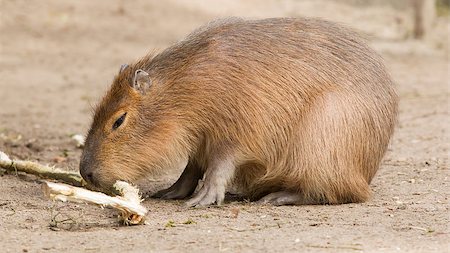 Capybara (Hydrochoerus hydrochaeris) sitting in the sand, eating Stock Photo - Budget Royalty-Free & Subscription, Code: 400-06766141