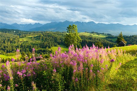 exterior color for house in the forest - Summer evening mountain village outskirts with pink flowers in front and Tatra range behind(Gliczarow Gorny, Poland) Stock Photo - Budget Royalty-Free & Subscription, Code: 400-06766959