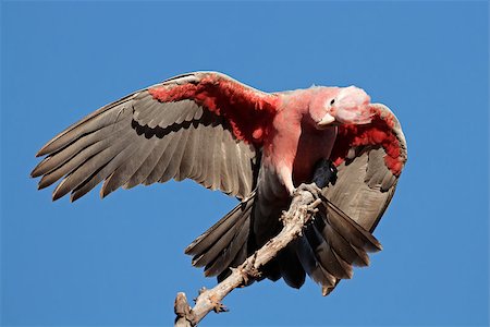 simsearch:400-05900108,k - Galah Cockatoo (Cacatua roseicapilla), Kakadu National Park, Northern territory, Australia Stock Photo - Budget Royalty-Free & Subscription, Code: 400-06767101