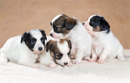 simsearch:400-05722359,k - Four little Papillon puppy on a beige background Stock Photo - Budget Royalty-Free & Subscription, Code: 400-06767726