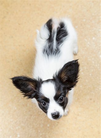 simsearch:400-06641109,k - Papillon puppy looking at camera from bottom up Stock Photo - Budget Royalty-Free & Subscription, Code: 400-06767728