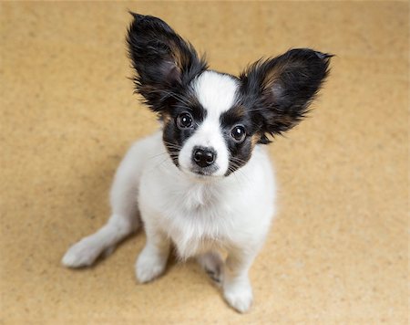 simsearch:400-06641109,k - Cute Puppy Papillon sitting on linoleum floor Stock Photo - Budget Royalty-Free & Subscription, Code: 400-06767729