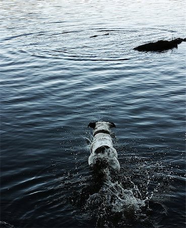 dog stick - dog catching a stick in the water Stock Photo - Budget Royalty-Free & Subscription, Code: 400-06768213