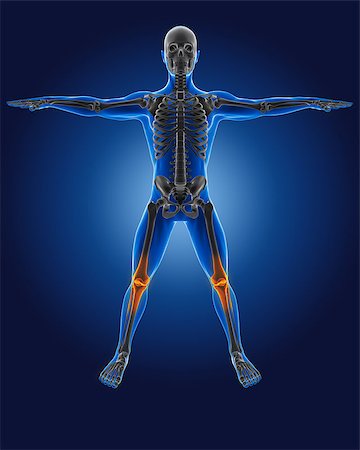 3D medical man with skeleton knees highlighted Stock Photo - Budget Royalty-Free & Subscription, Code: 400-06768230