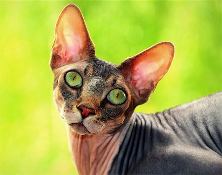 egyptian sphynx cat - Sphynx hairless cat on a green background Stock Photo - Budget Royalty-Free & Subscription, Code: 400-06761691