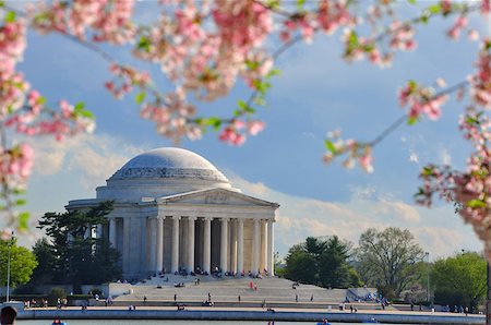 It's peak bloom of Washington DC's Cherry Blossoms in spring. Stock Photo - Budget Royalty-Free & Subscription, Code: 400-06762042