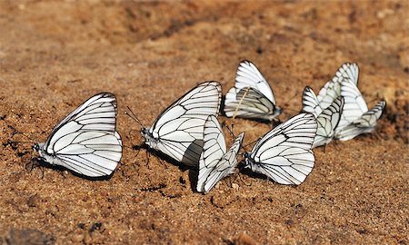 simsearch:400-06912266,k - Set of white butterflies sitting on the ground Stock Photo - Budget Royalty-Free & Subscription, Code: 400-06762755