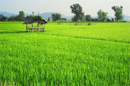 Rice field at sunset in Thailand Stock Photo - Budget Royalty-Free & Subscription, Code: 400-06763319