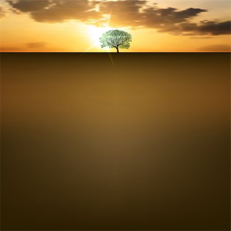 simsearch:400-06408905,k - Nature background with sunrise and green tree Stock Photo - Budget Royalty-Free & Subscription, Code: 400-06763821