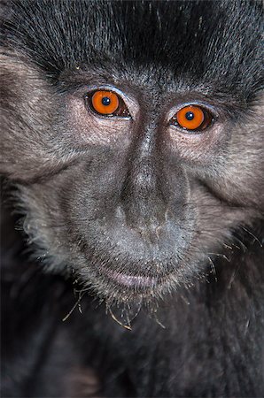 simsearch:400-04362550,k - Portrait of a monkey Stock Photo - Budget Royalty-Free & Subscription, Code: 400-06770305