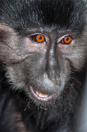 simsearch:400-04362550,k - Portrait of a monkey Stock Photo - Budget Royalty-Free & Subscription, Code: 400-06770306