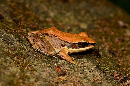rana - beautiful female Dark-sided Frog (Rana nigrovittata) in the pond Stock Photo - Budget Royalty-Free & Subscription, Code: 400-06772396