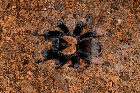 emilia - beautiful subadult female Mexican True Red Leg tarantula(Brachypelma emilia) eating Stock Photo - Budget Royalty-Free & Subscription, Code: 400-06772397