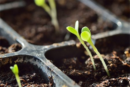 simsearch:649-06532928,k - Gardening. Young lettuce sprouts turning to sunlight. Stock Photo - Budget Royalty-Free & Subscription, Code: 400-06795874