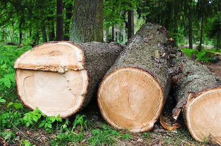 fuel conservation - Stack of freshly cut trees in a forest Stock Photo - Budget Royalty-Free & Subscription, Code: 400-06797087